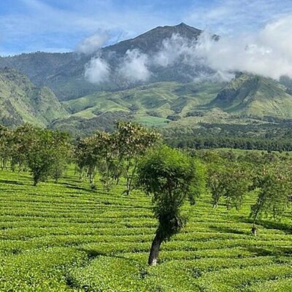 Half Day Wonosari Tea Plantation